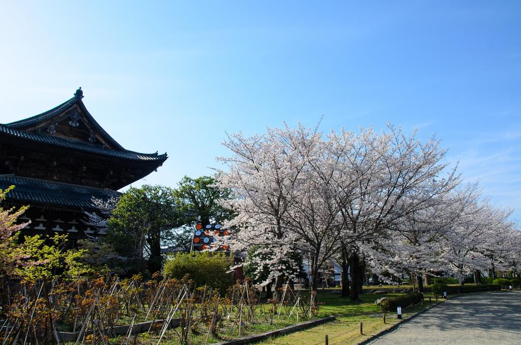 京都の観光スポット！東寺の気になる拝観料とは？