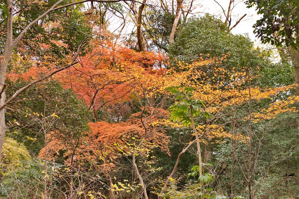 京都の世界遺産「下鴨神社」で紅葉を楽しもう！
