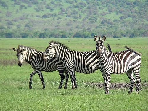 ルワンダのサファリ！アカゲラ国立公園で生きる野生動物＆おすすめロッジご紹介