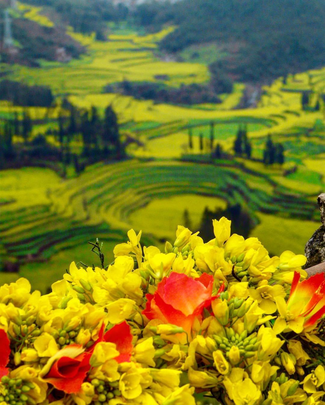 中国のパワースポット！雲南省羅平の菜の花畑が絶景すぎる！