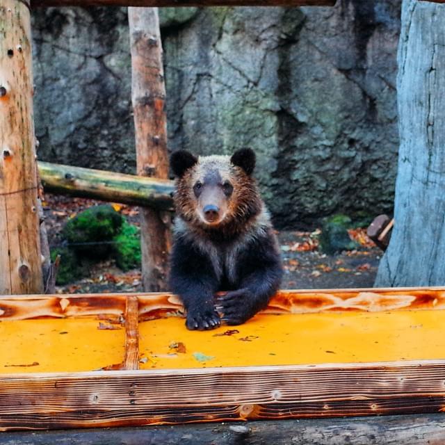 のぼりべつクマ牧場の熊がかわいい！食事処にはラーメンやジンギスカンも