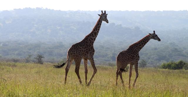 ルワンダのサファリ！アカゲラ国立公園で生きる野生動物＆おすすめロッジご紹介