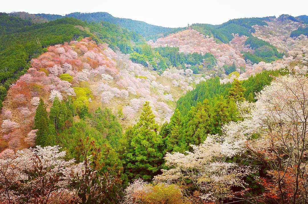 【奈良】吉野山のおすすめ観光スポットと世界遺産見どころ5選！修験道と桜の美しい吉野大峯