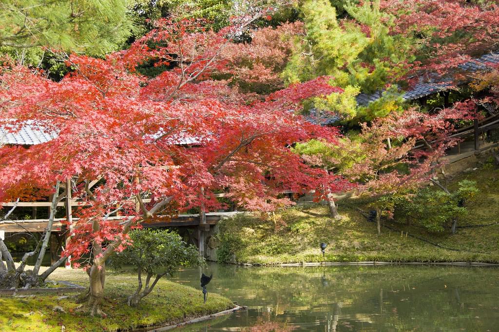京都・高台寺の紅葉の夜間ライトアップとプロジェクションマッピングは必見！