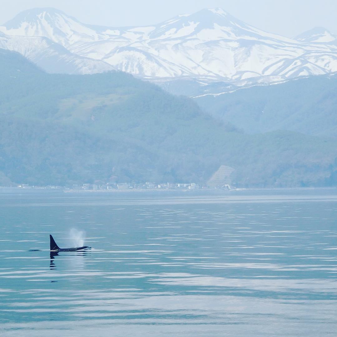 北海道・羅臼で流氷＆野生動物観察を体験！アニマルクルーズを楽しむ方法