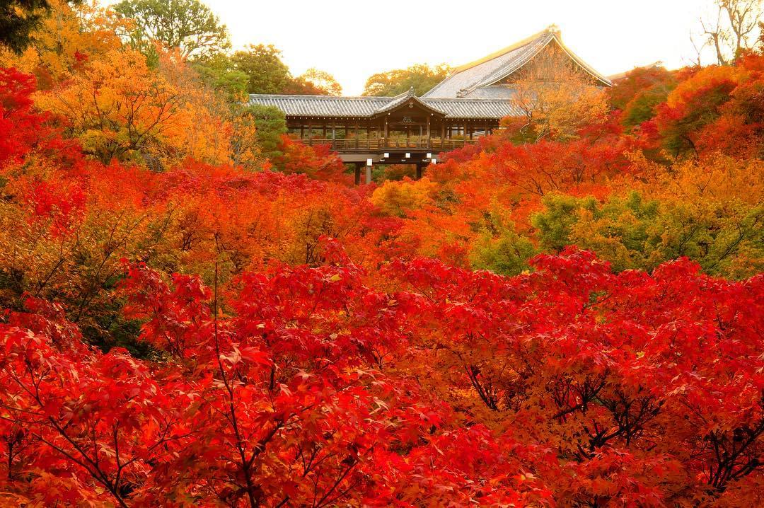 京都・東福寺の御朱印と見どころは？紅葉と美しい庭で有名な場所へ！