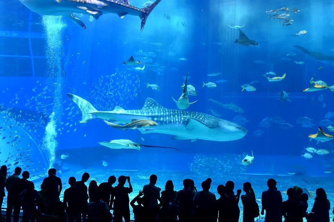 沖縄の新観光名所！沖縄美ら海水族館が壮大で見ごたえたっぷり