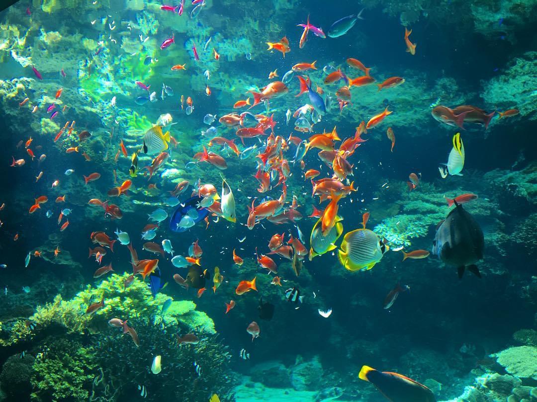 沖縄の新観光名所！沖縄美ら海水族館が壮大で見ごたえたっぷり