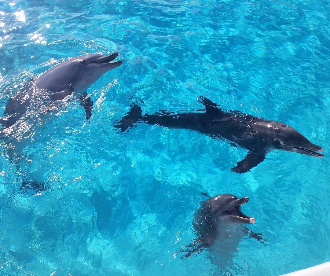 沖縄の新観光名所！沖縄美ら海水族館が壮大で見ごたえたっぷり
