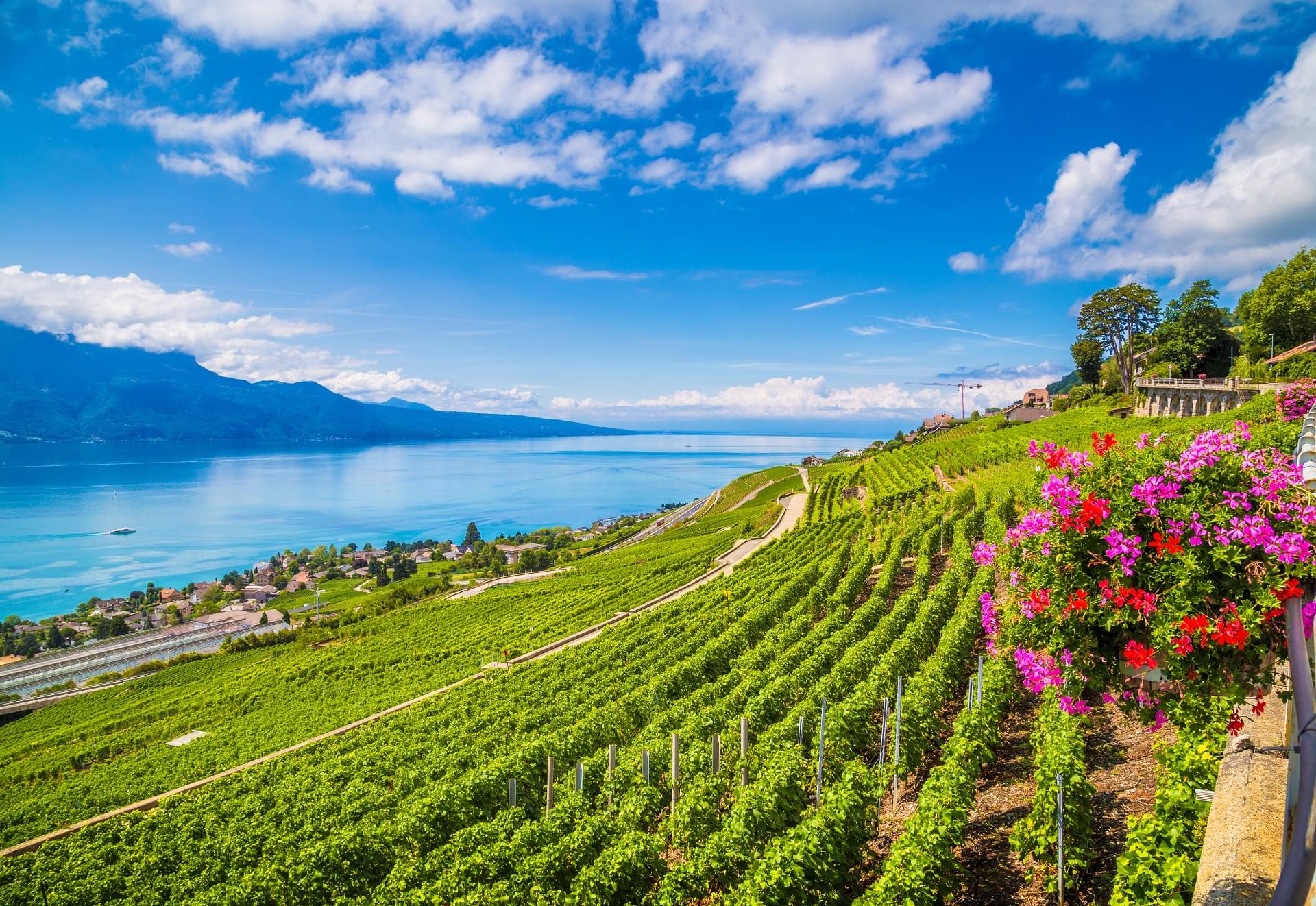 スイスに行ったら希少価値の高いスイス各地のワインを味わおう！