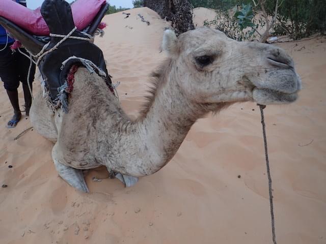 セネガルの砂漠リゾート、ロンプールで過ごす素敵なひと時