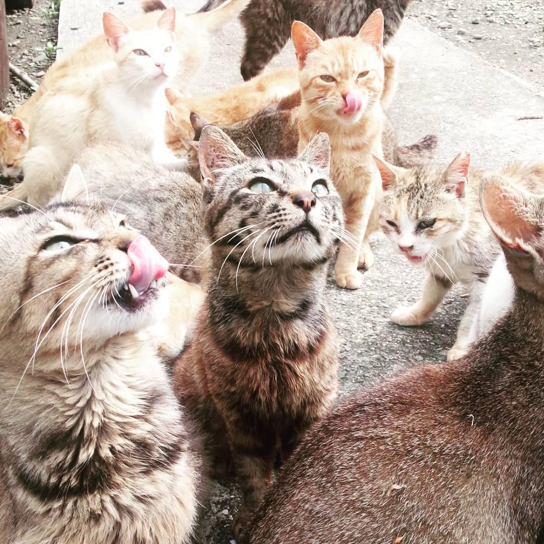 魅惑の猫島6島！ネコ好き必見！日本各地にある猫島に行ってみよう！