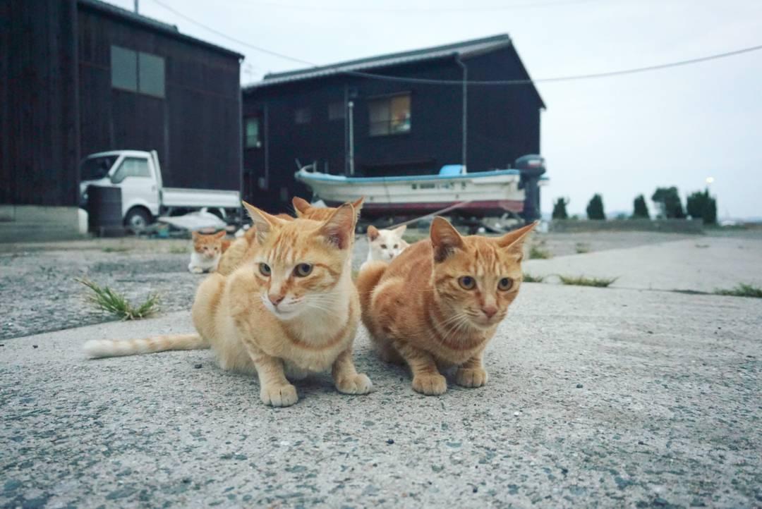 魅惑の猫島6島！ネコ好き必見！日本各地にある猫島に行ってみよう！