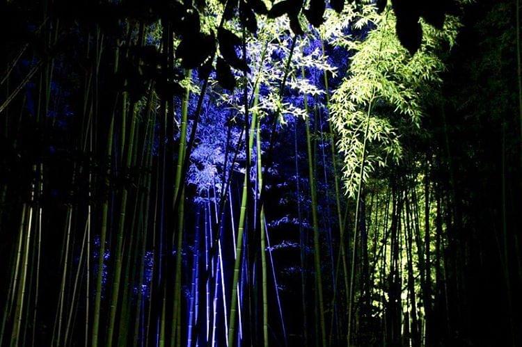 京都・嵐山の竹林ライトアップ に行こう！秋の夜長に最適