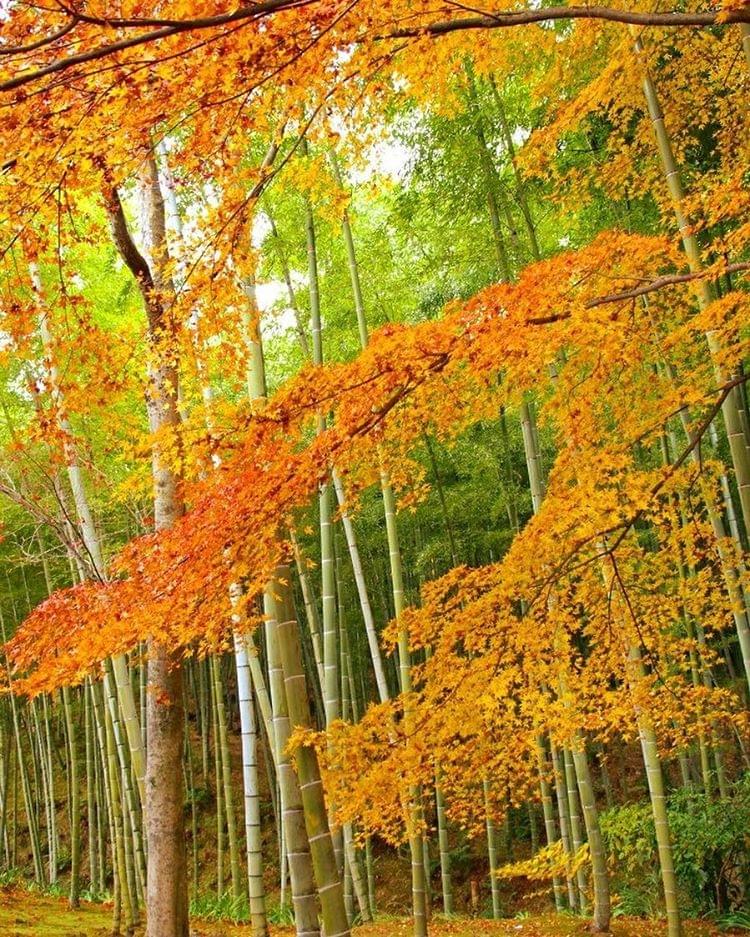 京都・嵐山の竹林ライトアップ に行こう！秋の夜長に最適