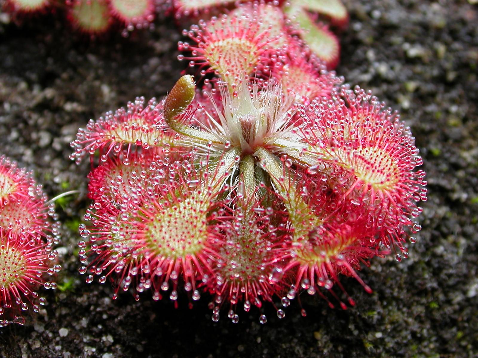 ニューカレドニアで見つけたい固有種植物を一挙ご紹介！ここでしか見られない超希少種をこの目で