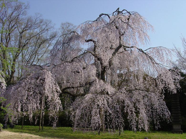 Yasuto TAKENAKA a sakura of the reihou-kan at Daigo-ji temple.