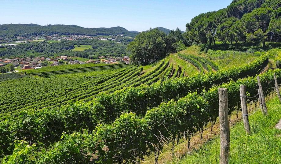 スイスに行ったら希少価値の高いスイス各地のワインを味わおう！