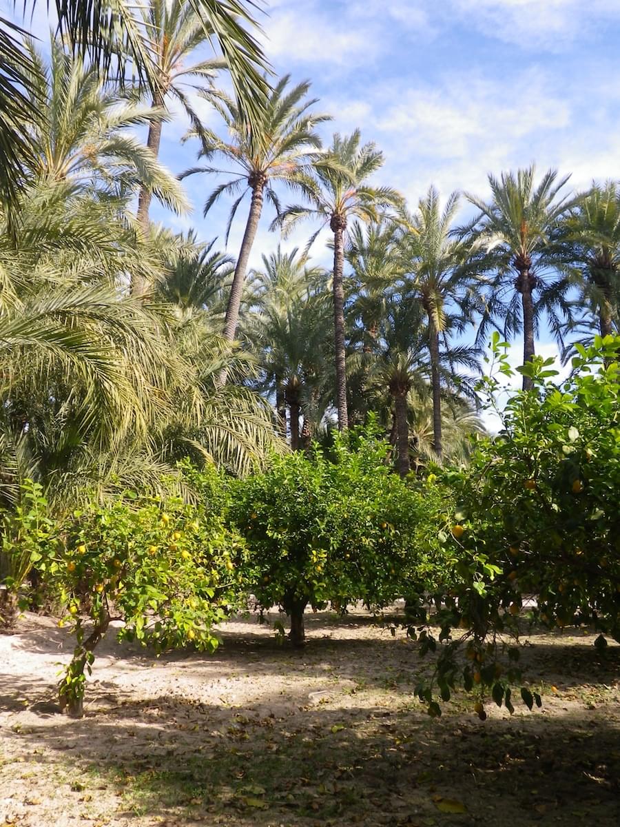 ヨーロッパ最大級の椰子園！スペインの世界遺産エルチェに行ってみよう！