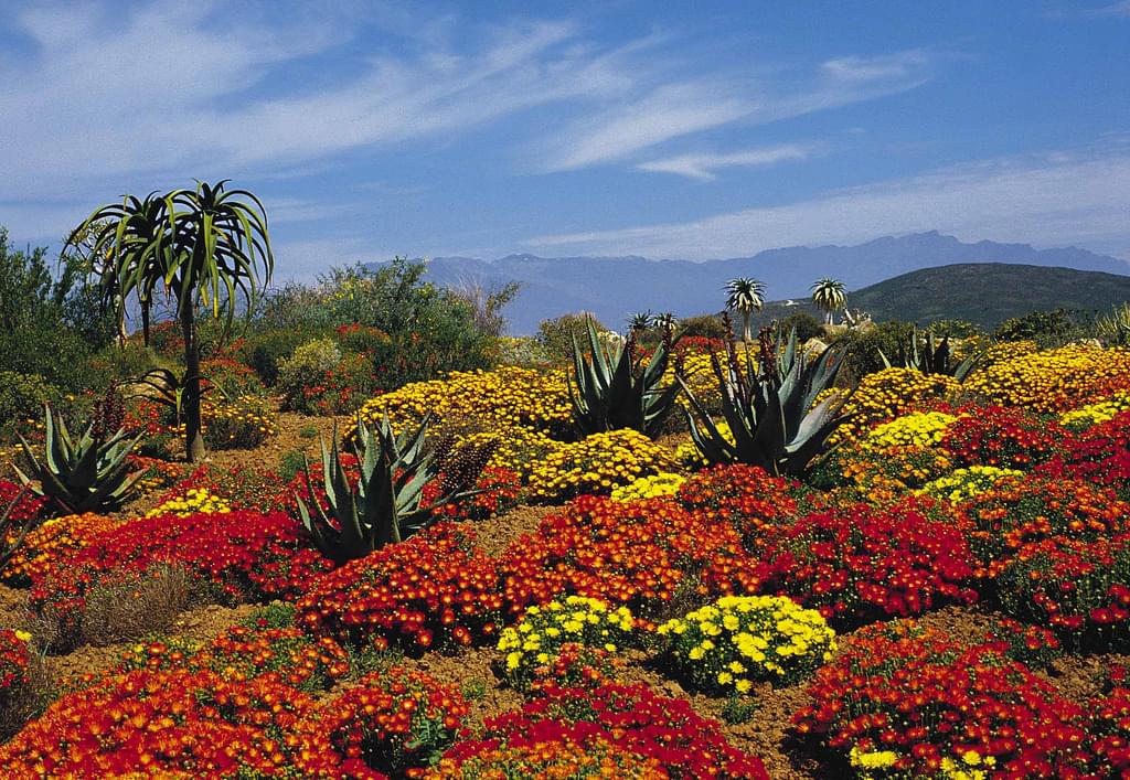 自然が豊かな南アフリカで出会いたい美しい花とは？