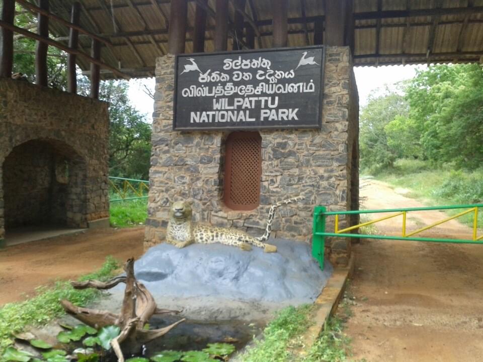 スリランカで野生のゾウに会いに行こう！自然溢れる国立公園5選！