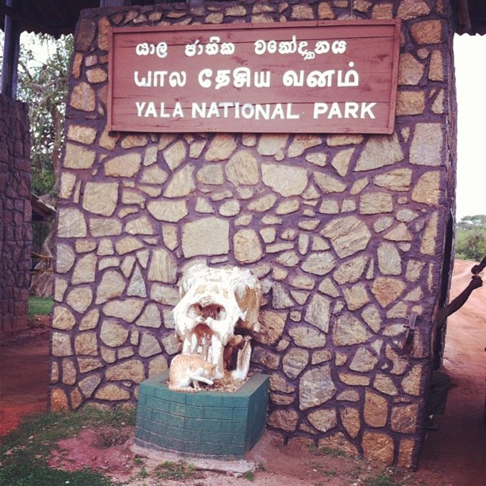 スリランカで野生のゾウに会いに行こう！自然溢れる国立公園5選！