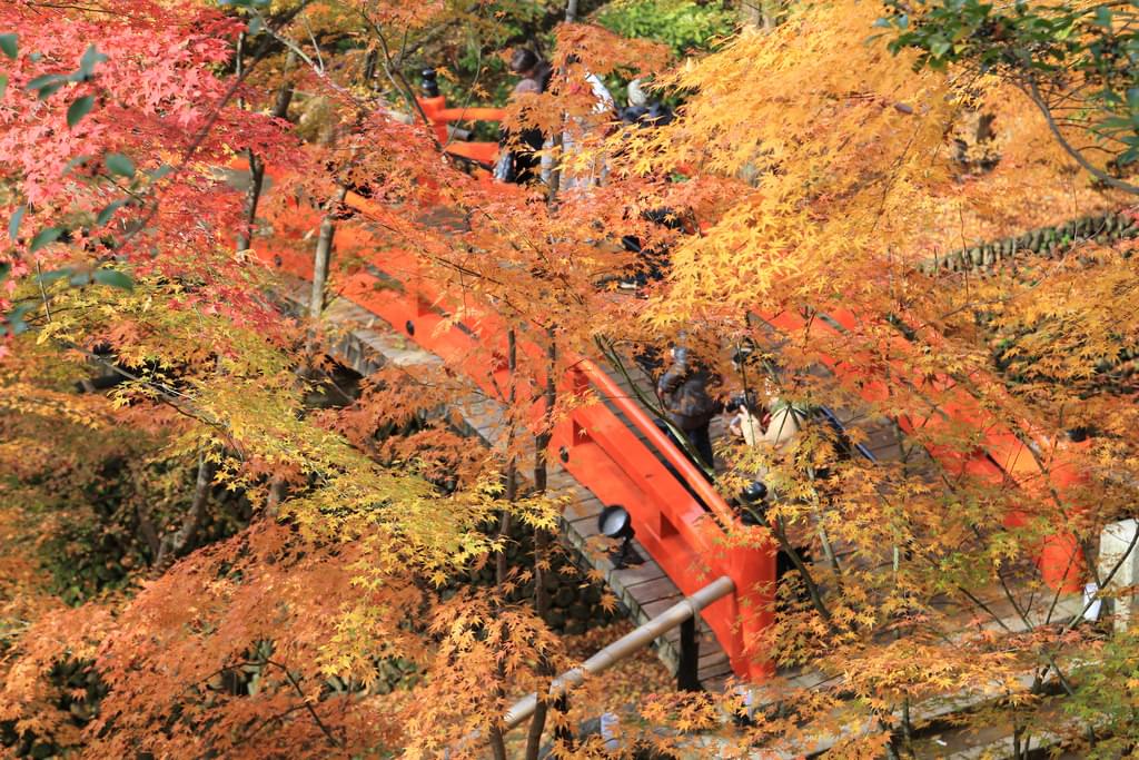 京都で紅葉をみるなら絶景ポイントで！厳選おすすめ紅葉スポット特集！