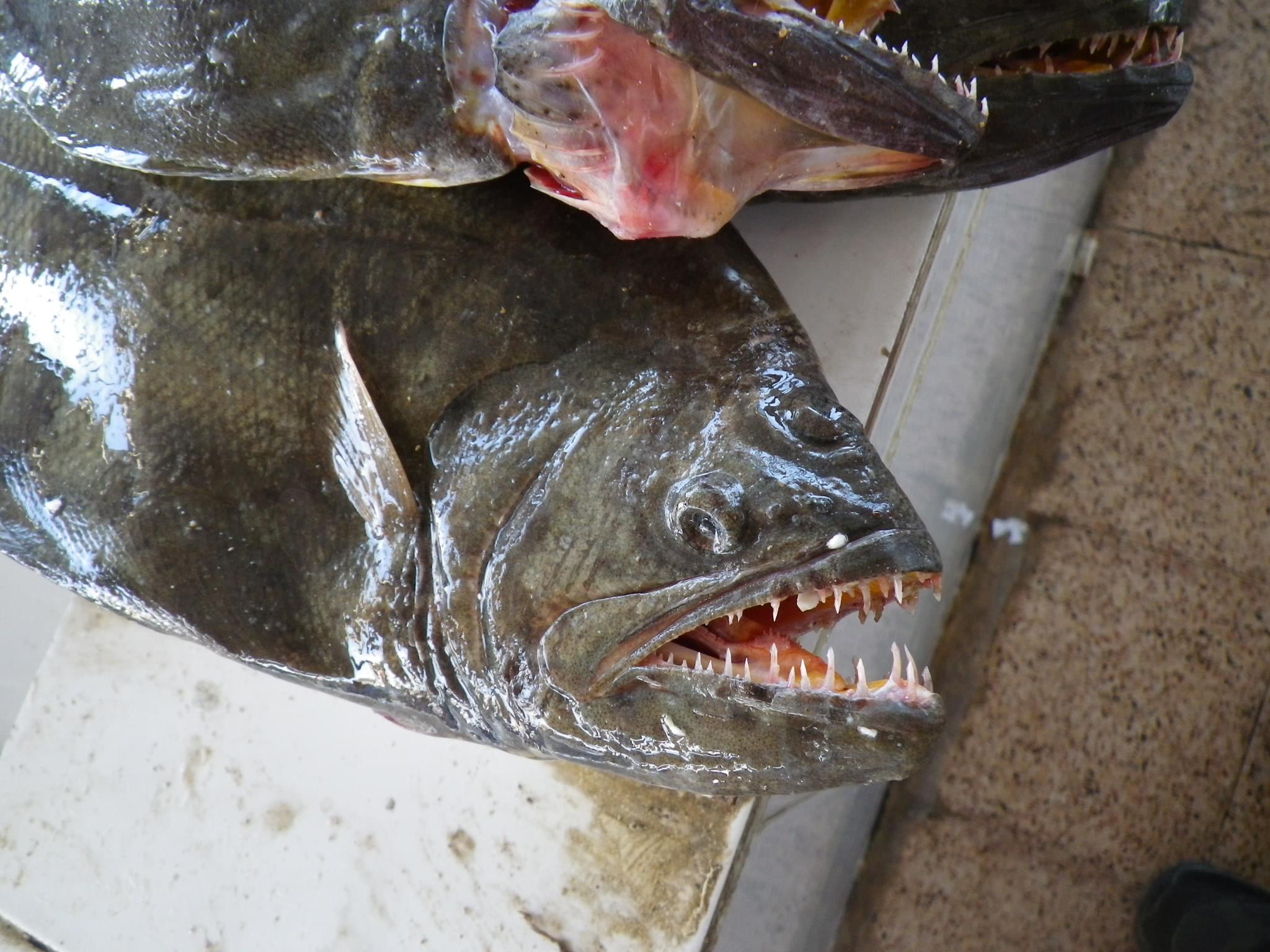 オマーンの田舎町バルカの魚市場が超新鮮でスゴい‼みどころ＆アクセス方法紹介！