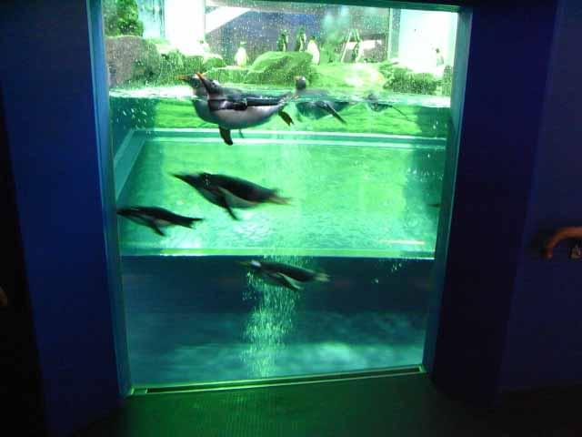 島根県立しまね海洋館アクアスで見逃せないスポット5選！家族観光におすすめの巨大水族館
