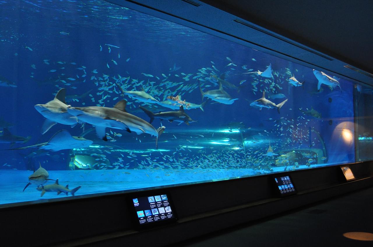 島根県立しまね海洋館アクアスで見逃せないスポット5選！家族観光におすすめの巨大水族館