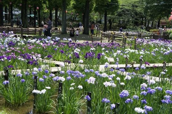 つくばエクスプレス青井駅からすぐ！公園でキレイな花々を観賞しよう