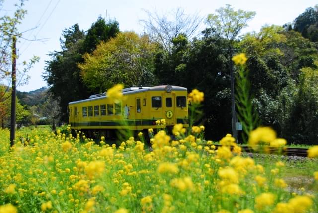 いすみ鉄道・ムーミン列車と 小湊鉄道・里山トロッコ列車でお出かけ！