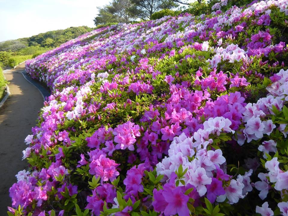 【神奈川】葉山・堀内で行きたいおすすめ絶景スポット3選！観光にぴったり！