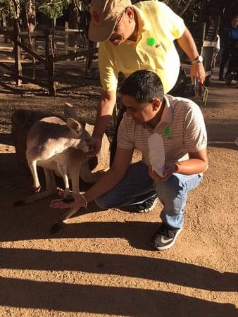 オーストラリアで野生の動物を間近に触れ合う！ゴールドコーストで人気のツアー3選