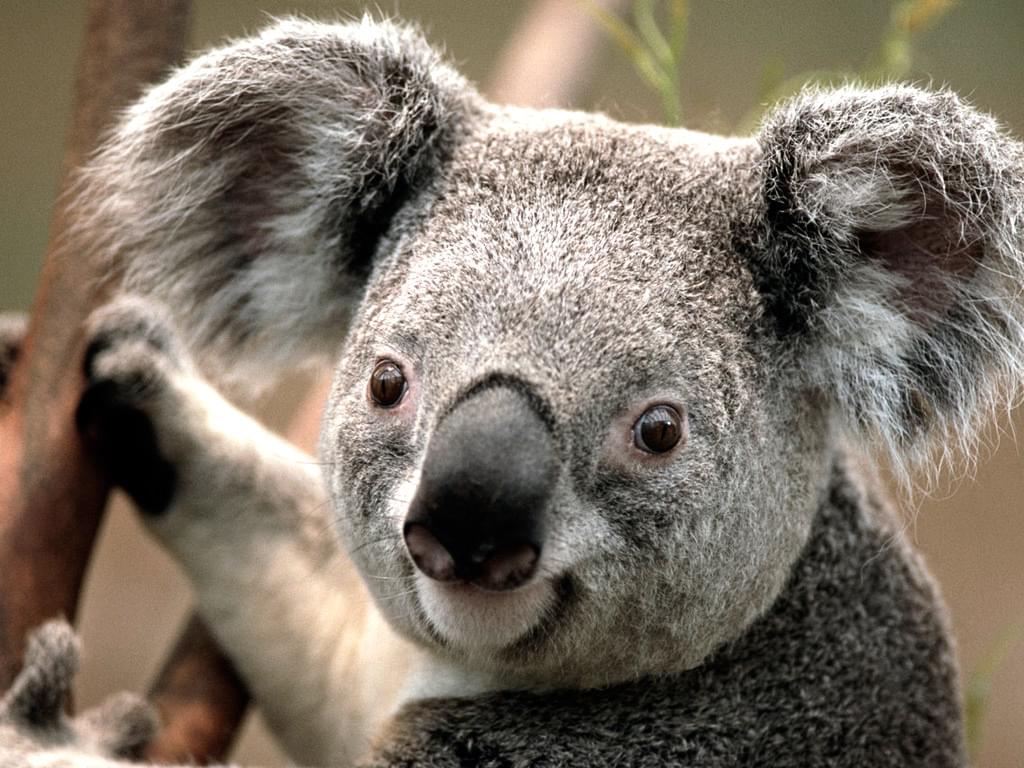オーストラリアといえば！コアラ＆カンガルーについて旅行前に知っておきたいこと！
