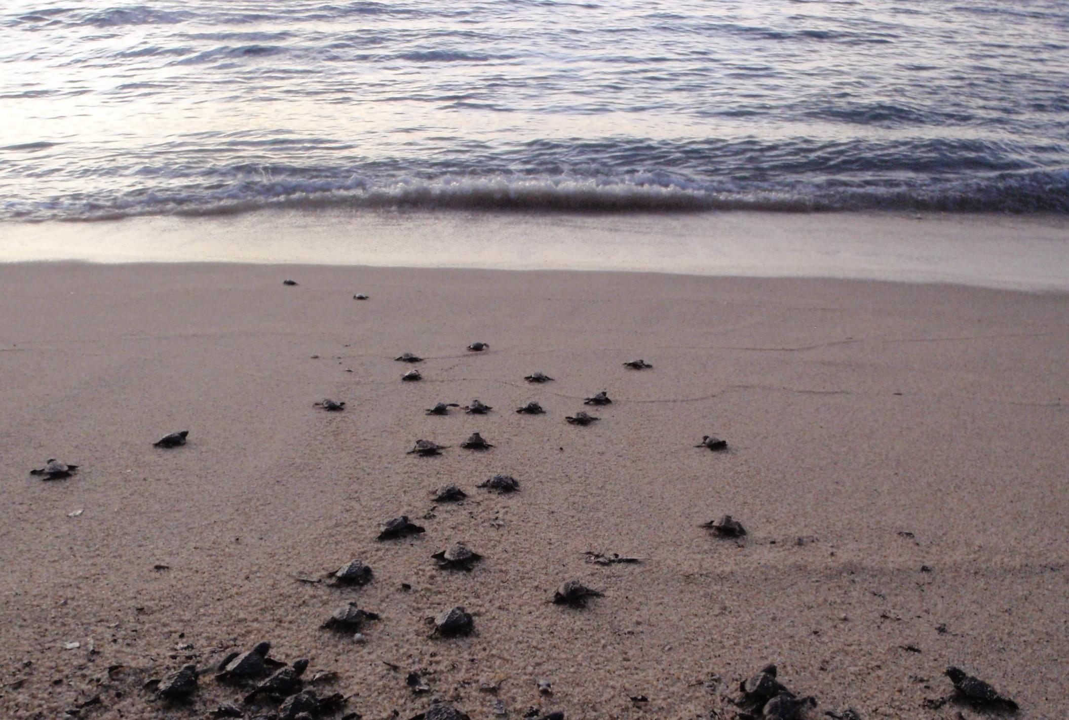 日本一のウミガメの産卵地！屋久島「永田いなか浜」のウミガメツアーをご紹介♪