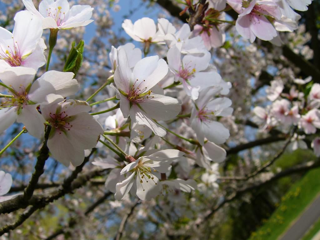 埼玉県の花の名所をご紹介！丘一面に咲く芝桜からコスモスまで！