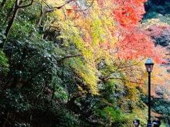 大阪・北摂エリアの人気年間イベント5選