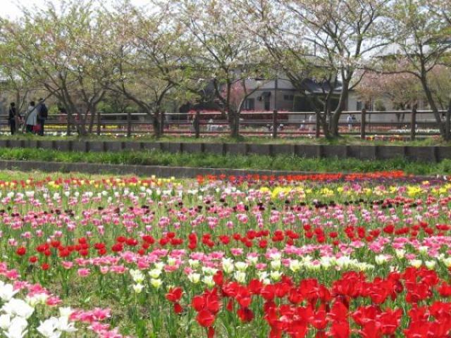 北九州市八幡西区エリアで美しい花々が見学できるスポット4選！お花見はいかが？
