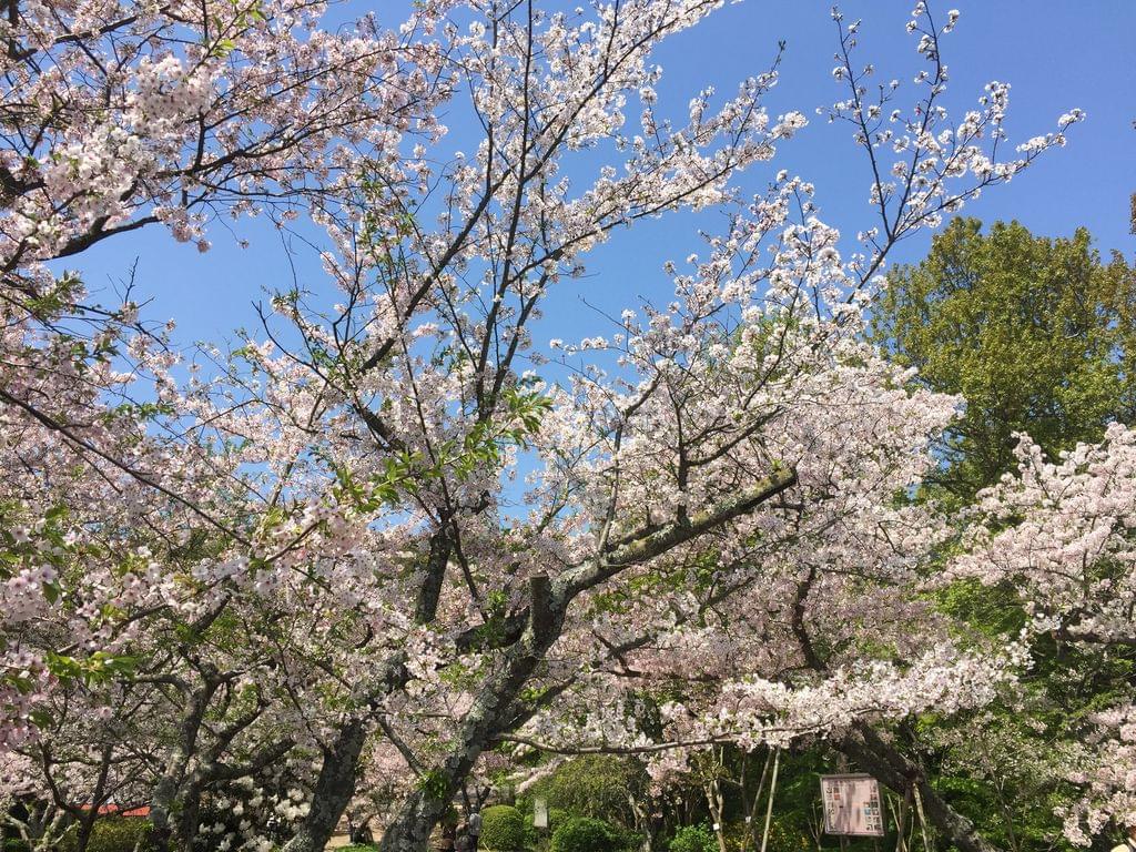 福岡県北九州市門司区エリアで楽しめる人気のお花スポット3選