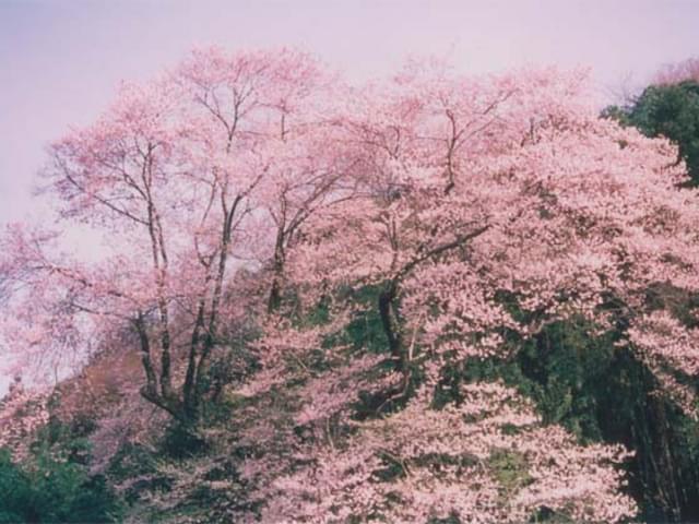 徳島県つるぎ町周辺でおすすめの自然を感じられるスポット3選！観光にぴったり！
