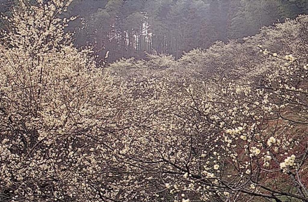 小倉南区観光なら！お花や紅葉を楽しめるおすすめスポット