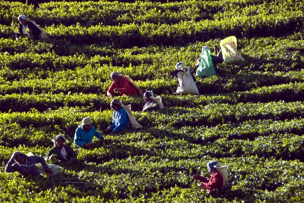 スリランカの名産品・紅茶の産地７選