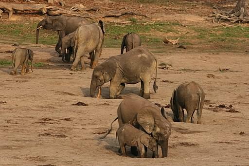 野生動物の宝庫！中央アフリカ共和国の観光スポットをご紹介！