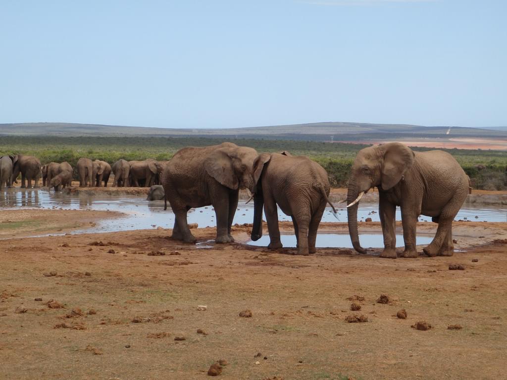 南アフリカのおすすめ観光スポット15選！アフリカの大自然を体感しよう！
