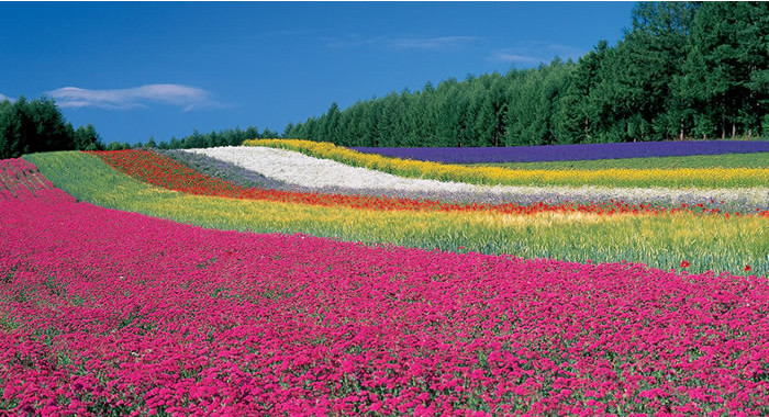 富良野で人気のおすすめ観光スポット15選！北海道の大自然とラベンダーを始めとする美しいお花畑！
