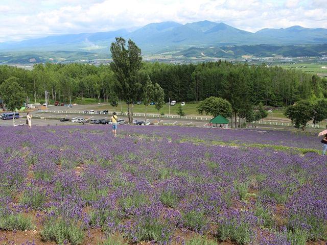 富良野で人気のおすすめ観光スポット15選！北海道の大自然とラベンダーを始めとする美しいお花畑！