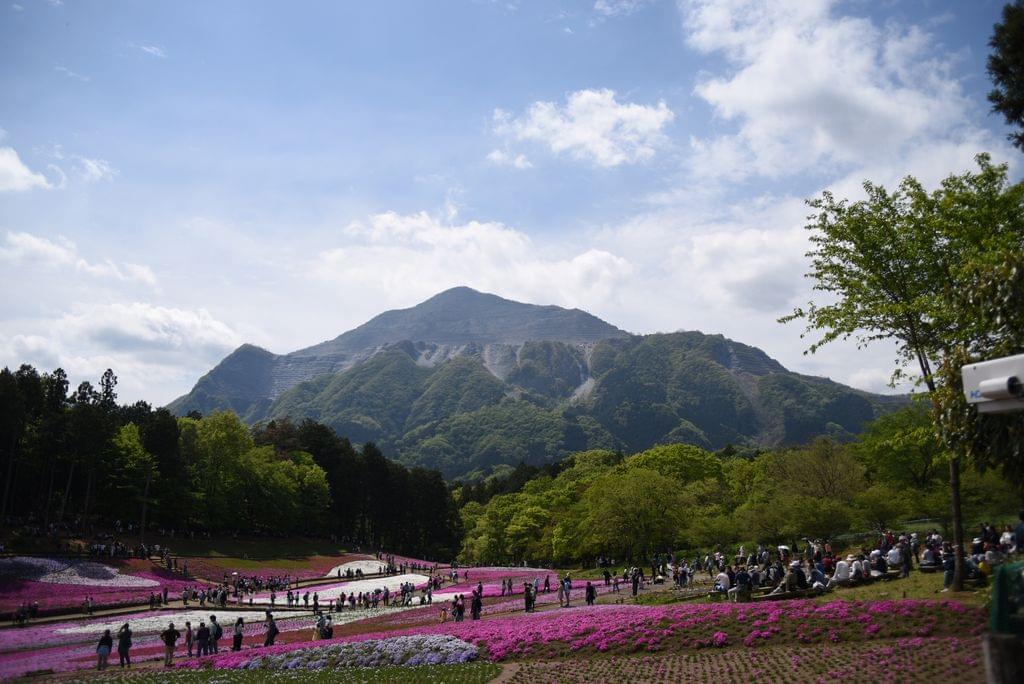 秩父の2大イベント 羊山公園の芝桜と秩父夜祭に行こう！