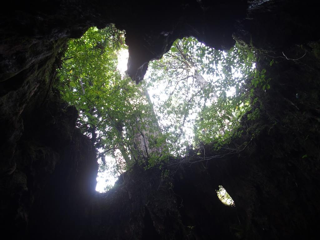 世界遺産・屋久島の人気観光スポット15選！大自然に抱かれよう！