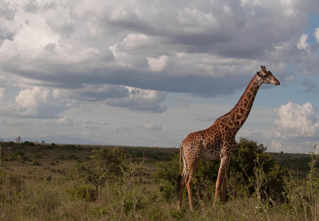 ケニアの大自然を楽しもう！おすすめの観光スポット15選！